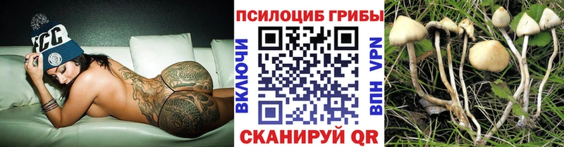 Галлюциногенные грибы Cubensis купить цена Каргат